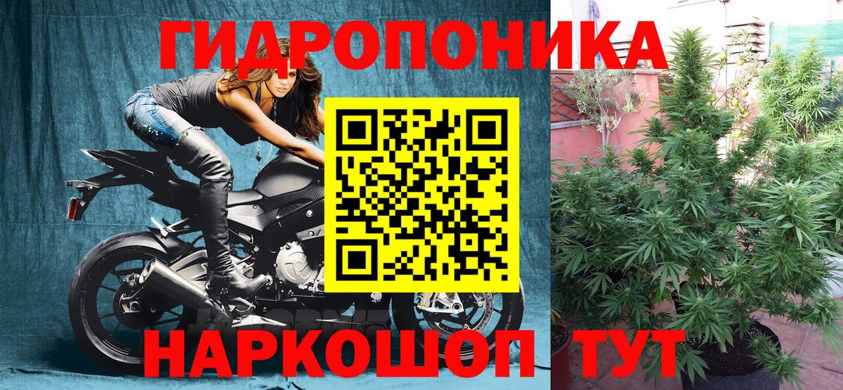 Конопля White Widow  Вход с VPN  МАРИХУАНА THC 21%  Канабис конопля  Конопля Bruce Banner  Урус-Мартан 